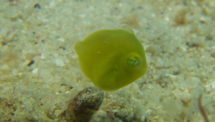 Juvenile Filefish 2